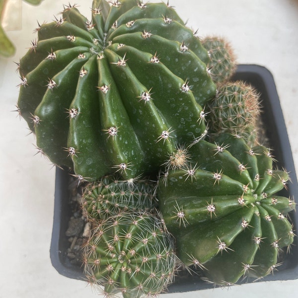 Large Clumping Echinopsis Hybrid BOURNE SPIDER Well Rooted Cactus