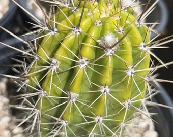 Budding, ECHINOPSIS DIEHLS HYRBID, Profuse Blooming,Plant
