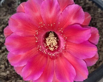 Well Rooted Echinopsis Hybrid LIPTSICK Cactus Plant Profuse GORGEOUS Bloom