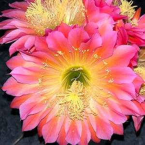 BUDDING,12 Inch, Huge! Rare! Trichocereus Hybrid, FLYING SAUCER, Extra Large Blooming, Healthy Rooted Cactus Plant