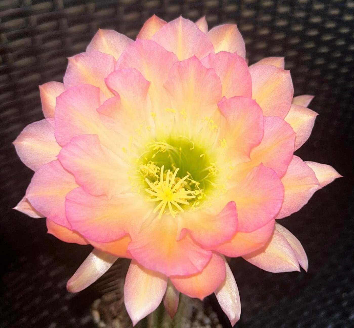 STRAWBERRY CHEESECAKE, NEW Offering, Trichocereus ,Well Rooted Cactus