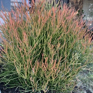 May include: A vibrant, bushy plant with slender, green stems and tips tinged with orange and red. The plant has a dense, rounded shape and is set against a backdrop of a house and dark mulch.