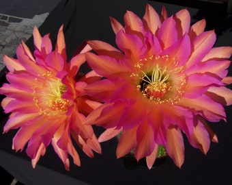 Extremely Rare,TRICHOCEREUS Hybrid PINA COLADA Cactus