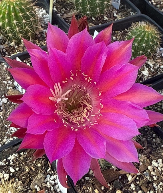 Angehende, neue Echinopsis Hyrbid PINK PARTY CAKE Cactus - Etsy sterreich