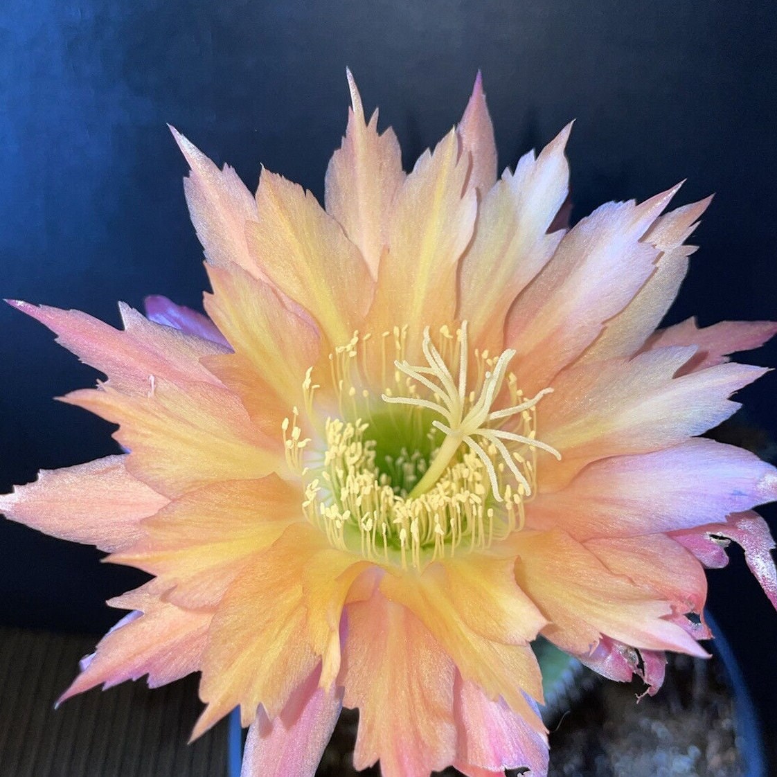 Rare,TRICHOCEREUS Hybrid SUPER APRICOT Blooming Cactus