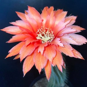 monstera grimpante Monstera Dubia : Plante grimpante d'intérieur Giardini di Giulia — i  Giardini di Giulia