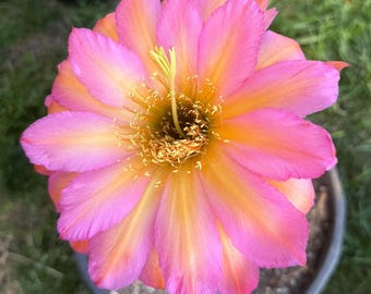 Nowy, RZADKI, Trichocereus Hybrid 'R3', kwitnący, ukorzeniony, kaktusowy