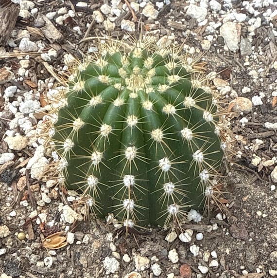 Trichocereus Hybrid 'flying Saucer'  Extremely Rare XL Blooming Hans  Britch Cactus - Etsy