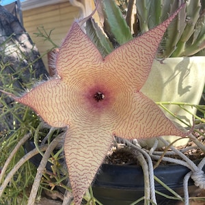 HUGE, Stapelia Gigantea, Giant Starfish Flower, Rare Huernia