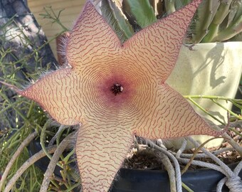 HUGE, Stapelia Gigantea, Giant Starfish Flower, Rare Huernia