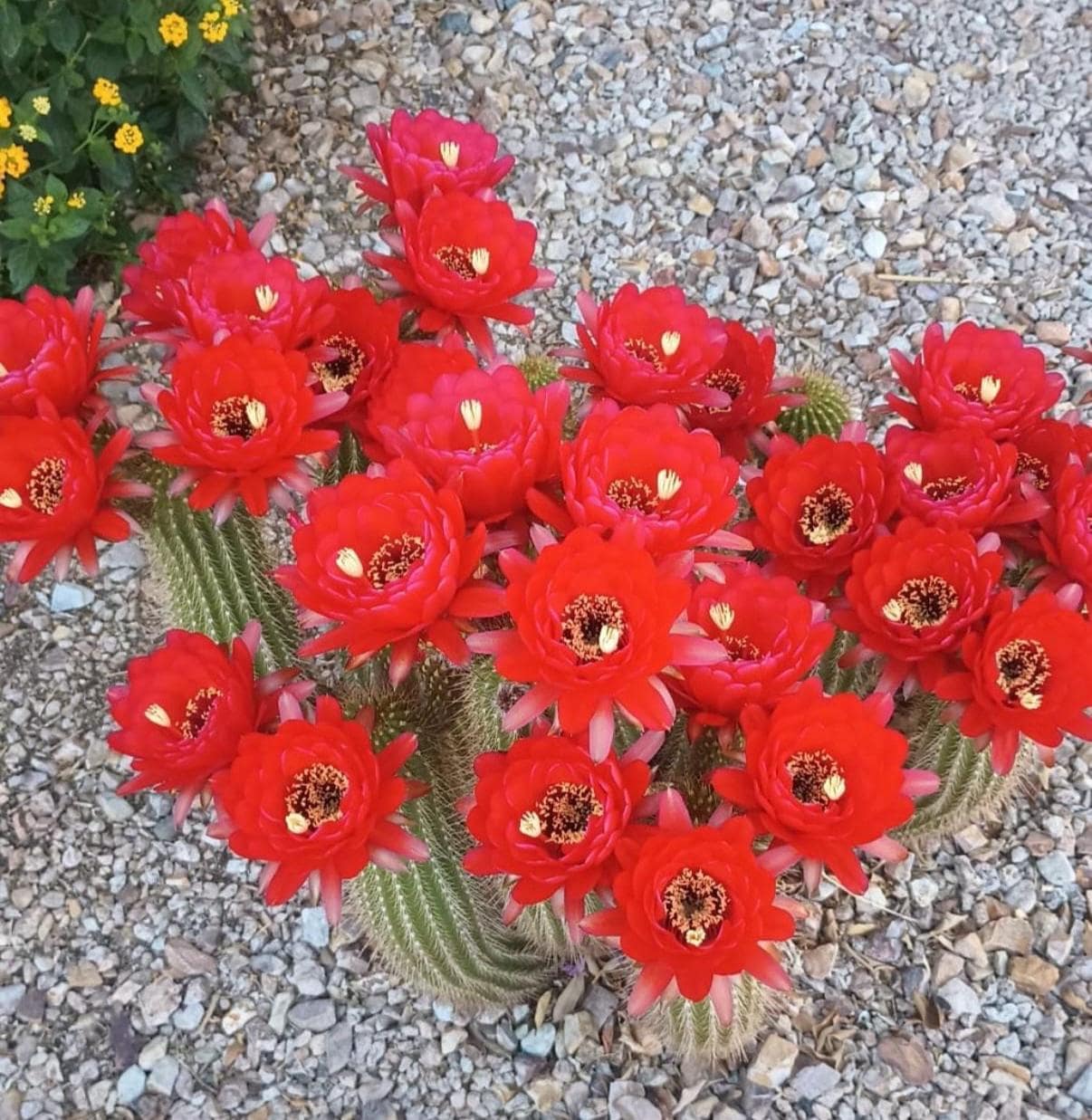 7 Inch,Trichocereus,Hybrid,FUENTE DE SANGRE, Red Blooming Cactus