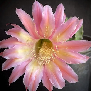 Echinopsis Hybrid INTENSIVE Well rooted plant