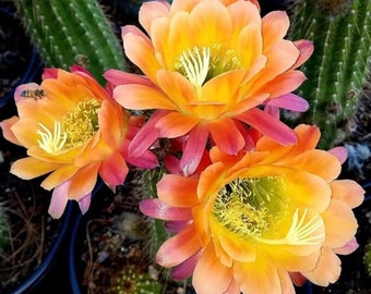 Trichocereus Hybrid APRICOT GLOW Blooming Cactus Live Well Rooted Plant