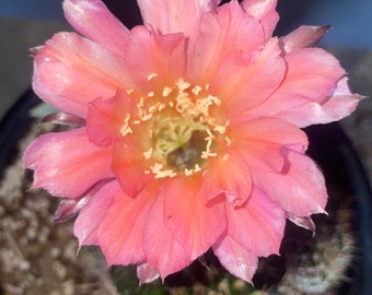 Cactus hybride ECHINOPSIS SALMON QUEEN bien enraciné