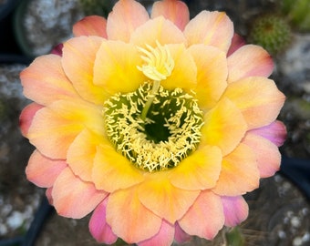 Trichocereus Hybrid APRICOT GLOW Blooming Cactus Live Well Rooted Plant