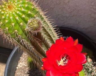 Trichocereus,Hybrid,FUENTE DE SANGRE, Red Blooming Cactus