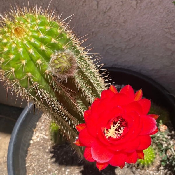 Trichocereus,Hybrid,FUENTE DE SANGRE, Red Blooming Cactus