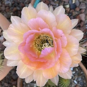 トリコケレウス 種子45種類 10粒ずつセット トリコケレウス 種子45種類