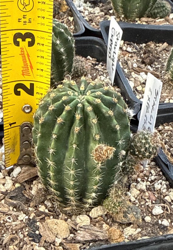 Buy Rare, Echinopsis STARLIGHT EXPRESS Well Rooted Cactus Online in India -  Etsy