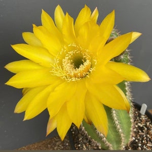 Fragrant, Echinopsis Hybrid 'SUNFLOWER'  Large Yellow Blooming, Cactus