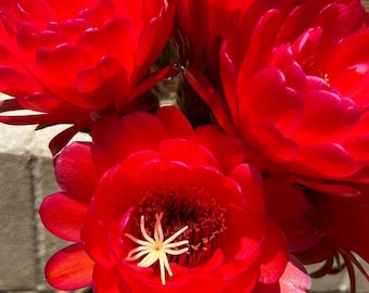 7 Inch, Trichocereus Hybrid CHERRY RED Cactus well rooted
