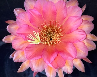 Rare, Neuf Cactus hybride SWEET ALOHA ECHINOPSIS