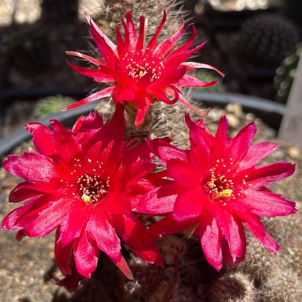Two for the price of One, Rare CHAMAECEREUS WILD STAR Rooted Plant Peanut Cactus Succulent