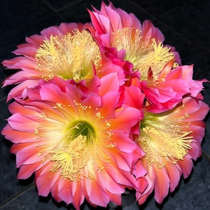 May include: A cluster of vibrant pink and orange cactus flowers with yellow centers and delicate stamens. The petals have a gradient effect, transitioning from deep pink to a lighter orange hue. The flowers are in full bloom, showcasing their intricate details.