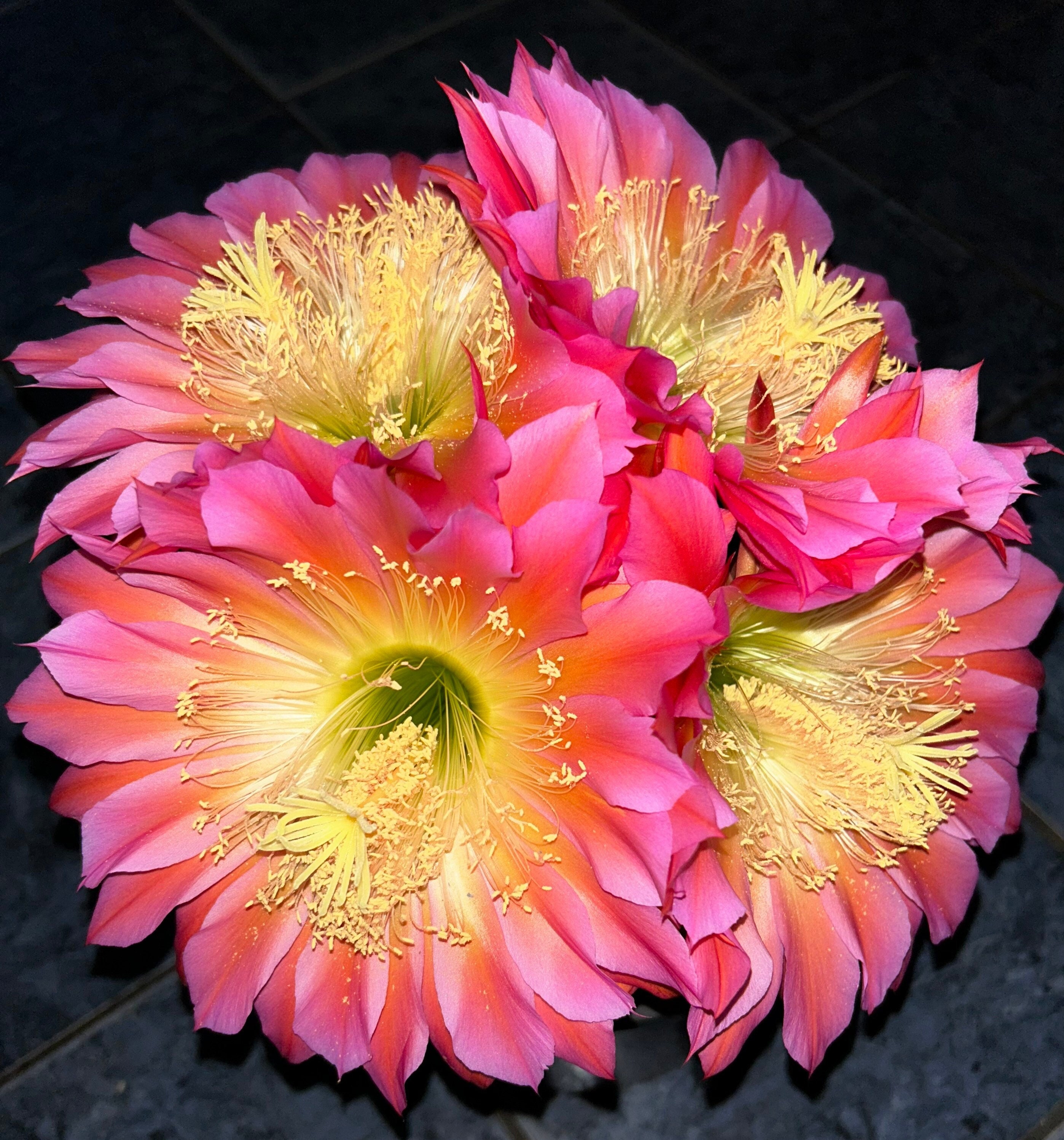 Trichocereus Hybrid 'flying Saucer' — Extremely Rare XL Blooming