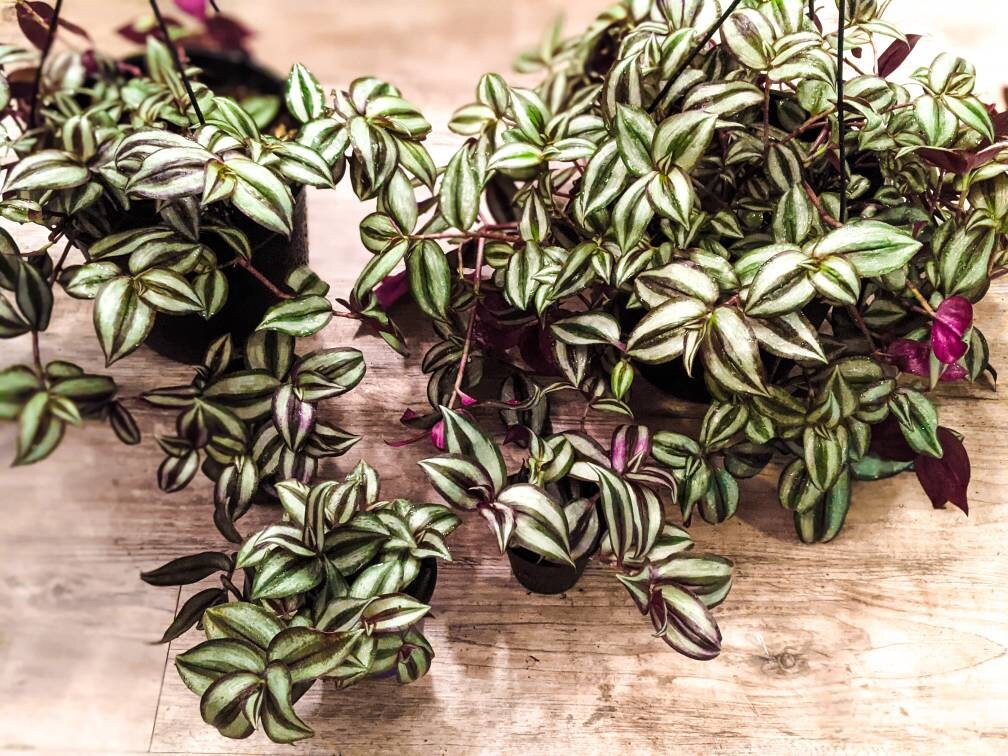 Striped Inch Plant Green and Purple Wandering Jew Plant Etsy