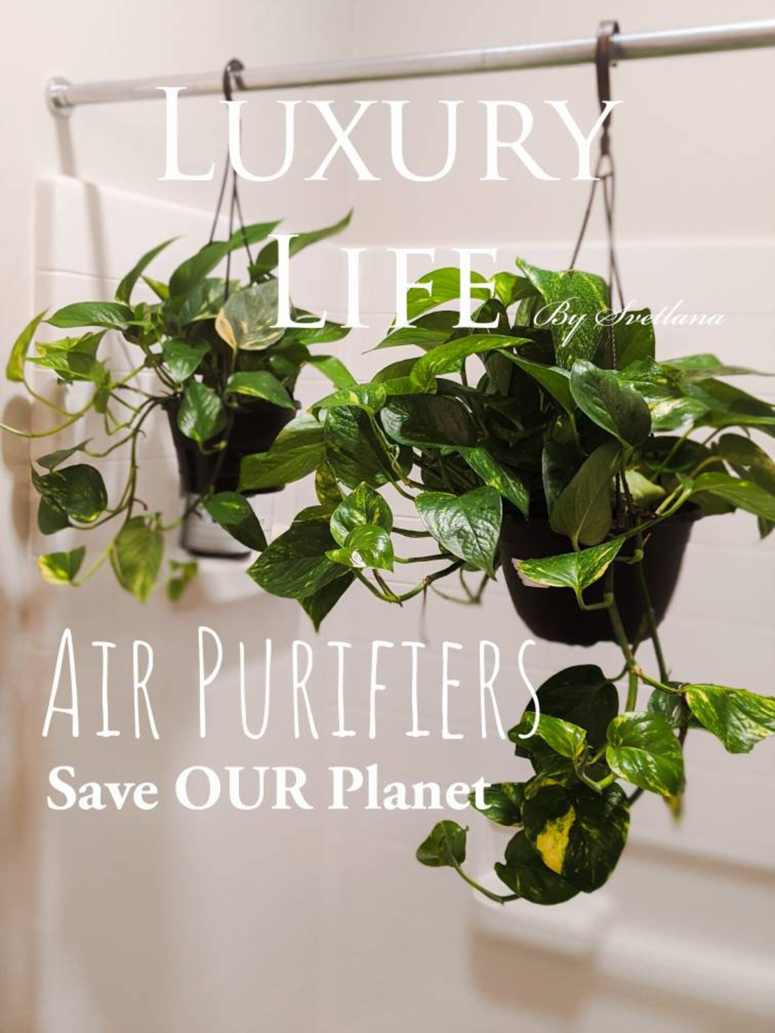 Air Purifying Indoor/Outdoor Plants Golden Pothos Ivy Easy Etsy