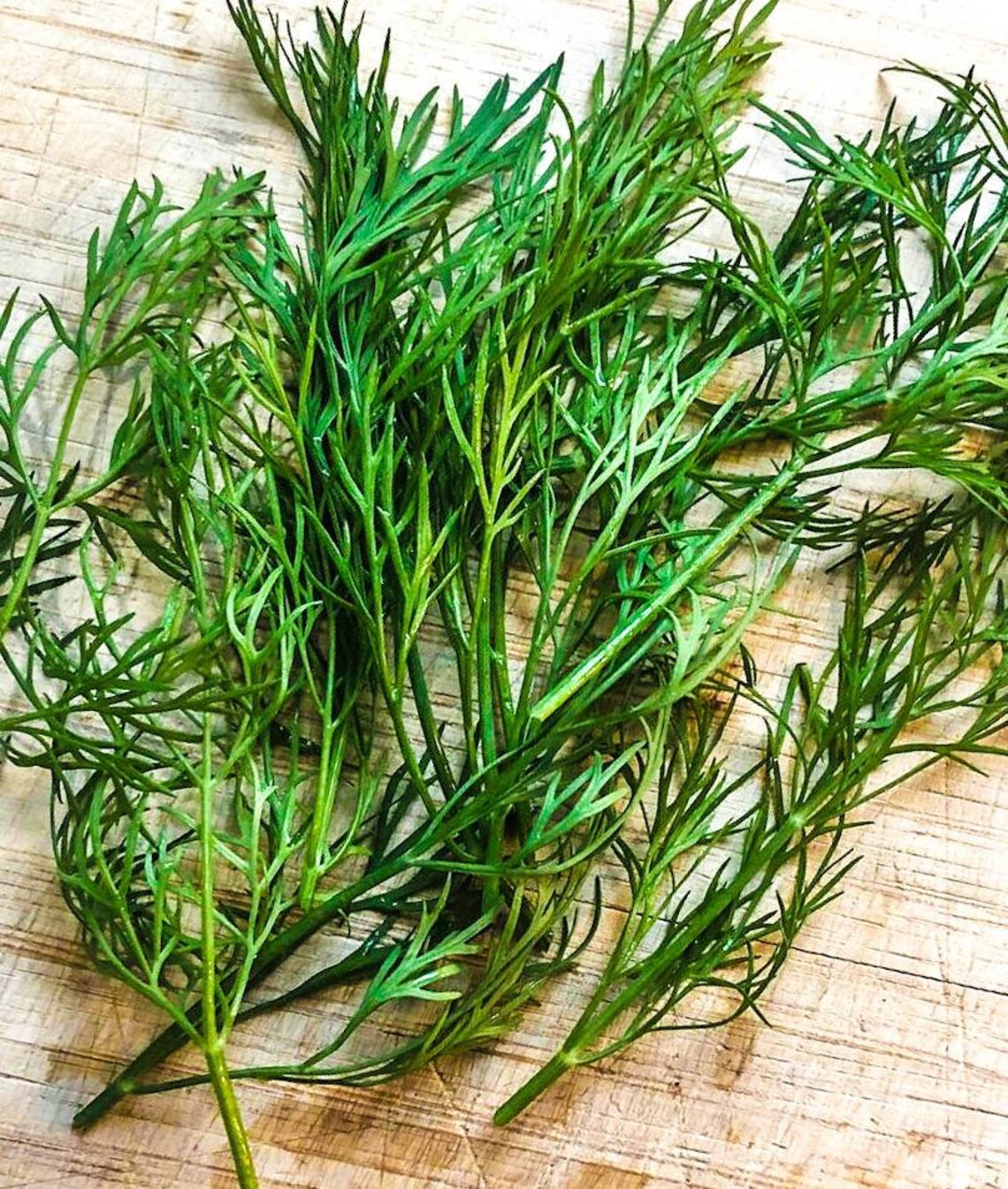 Live Dill Plant Fresh Fernleaf Dill Plant Etsy