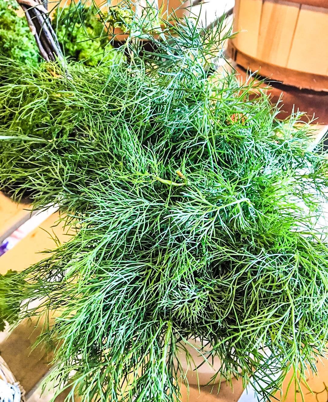 Live Dill Plant | Fresh Fernleaf Dill Plant