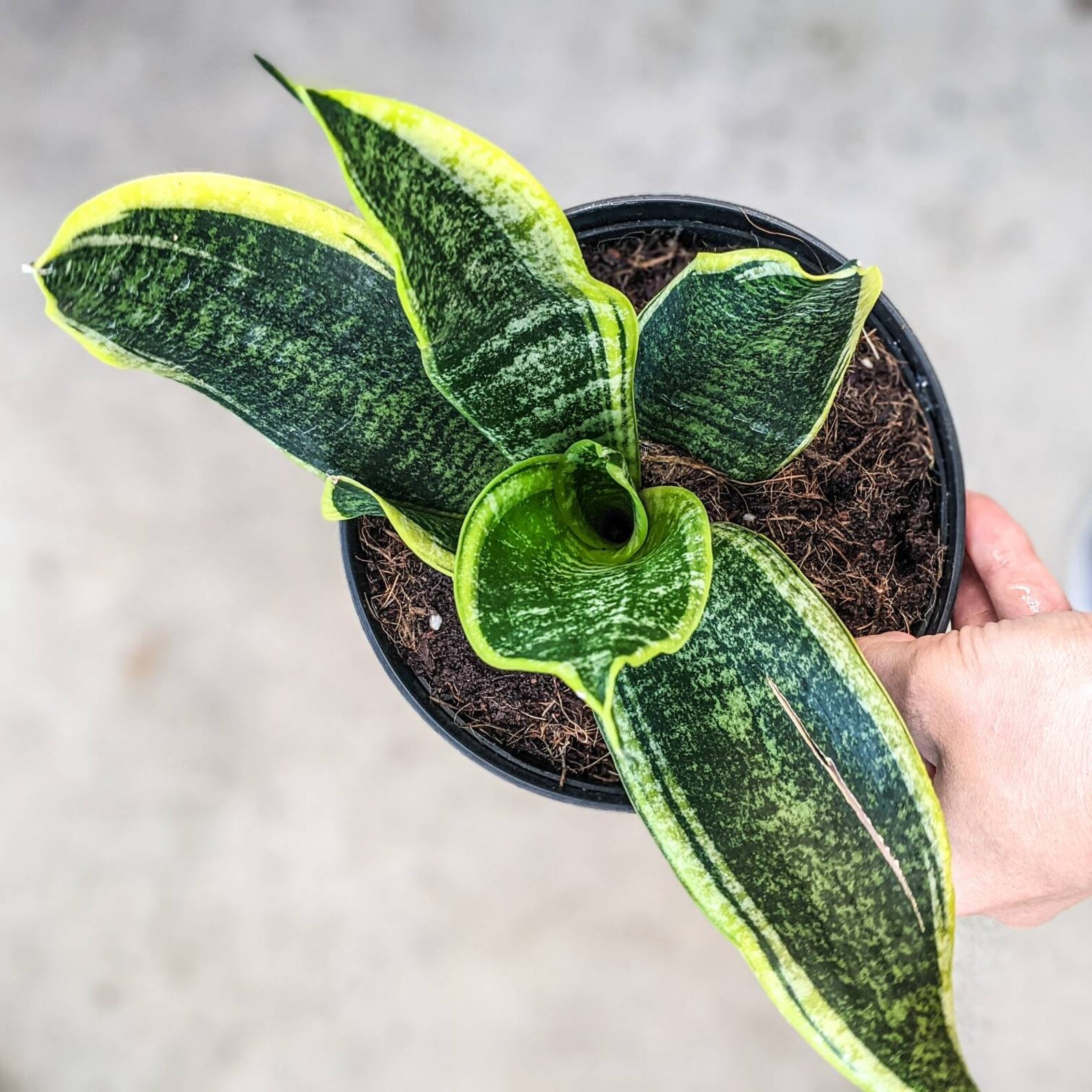 Live Snake Plant Indoor or Outdoor Patio Porch Balcony Home Etsy