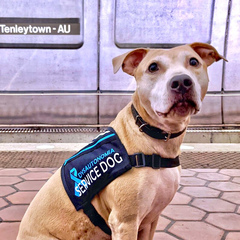 Dysautonomia Service Dog VestCape