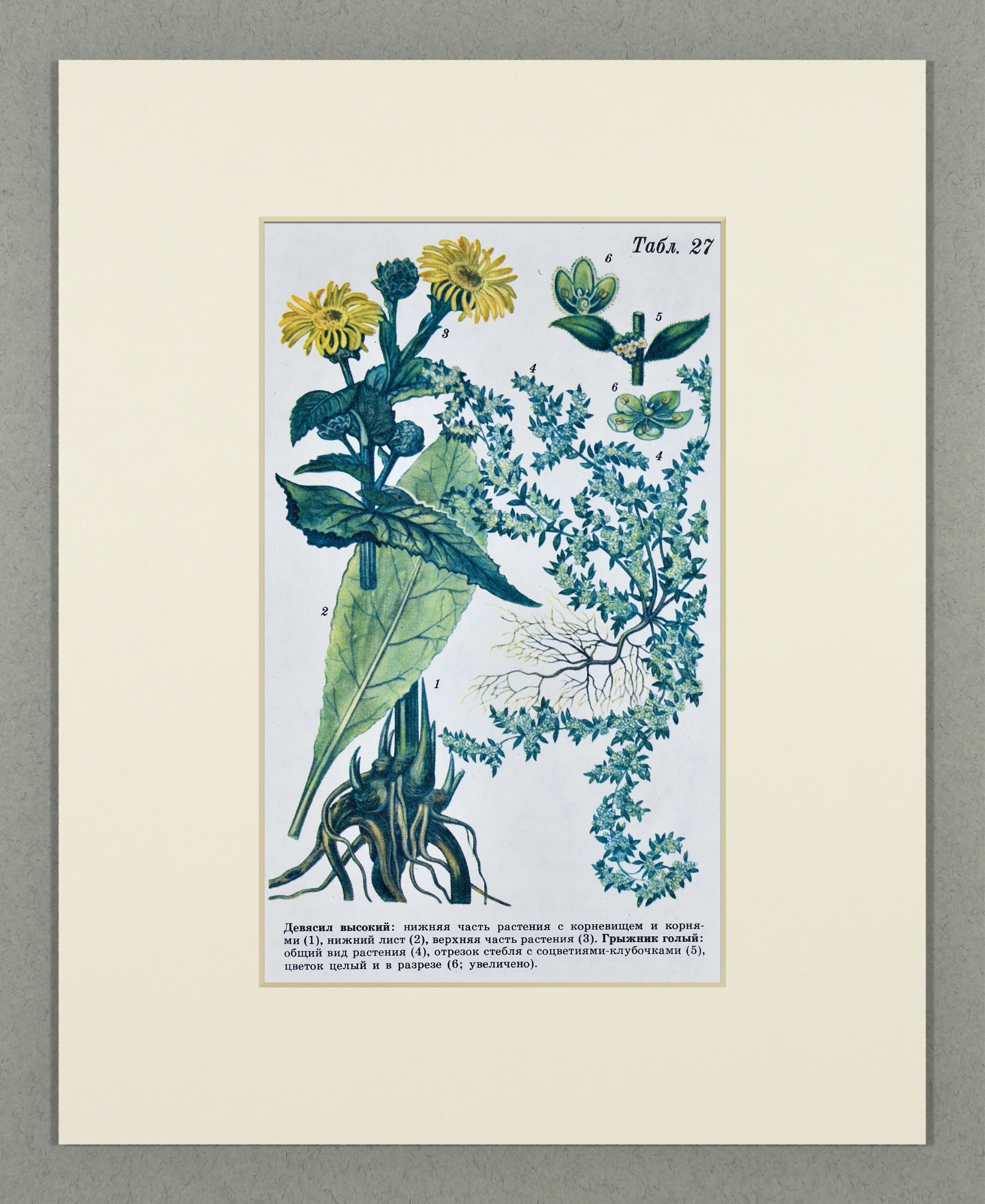 1986 Vintage Russian Wildflowers Print – Original Botanical Lithograph – Botanical Illustration – Available Custom Mounted (10x8)