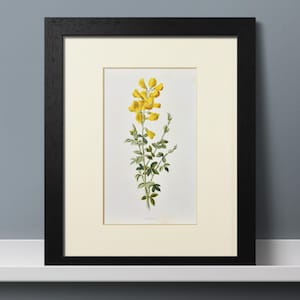 1890 Antique Botanical Cytisus Print – Original Lithograph – Vintage Botany Art – Flowers Illustration – Available Custom Mounted (10x8)