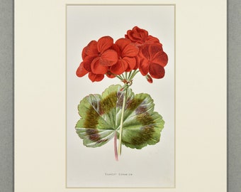 1890 Antique Scarlet Geranium Print • Original Botanical Lithograph – Vintage Art – Flowers Illustration – Available Custom Mounted (10x8)