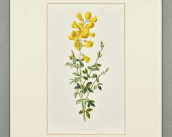 1890 Antique Botanical Cytisus Print • Original Lithograph – Vintage Botany Art – Flowers Illustration – Available Custom Mounted (10x8)