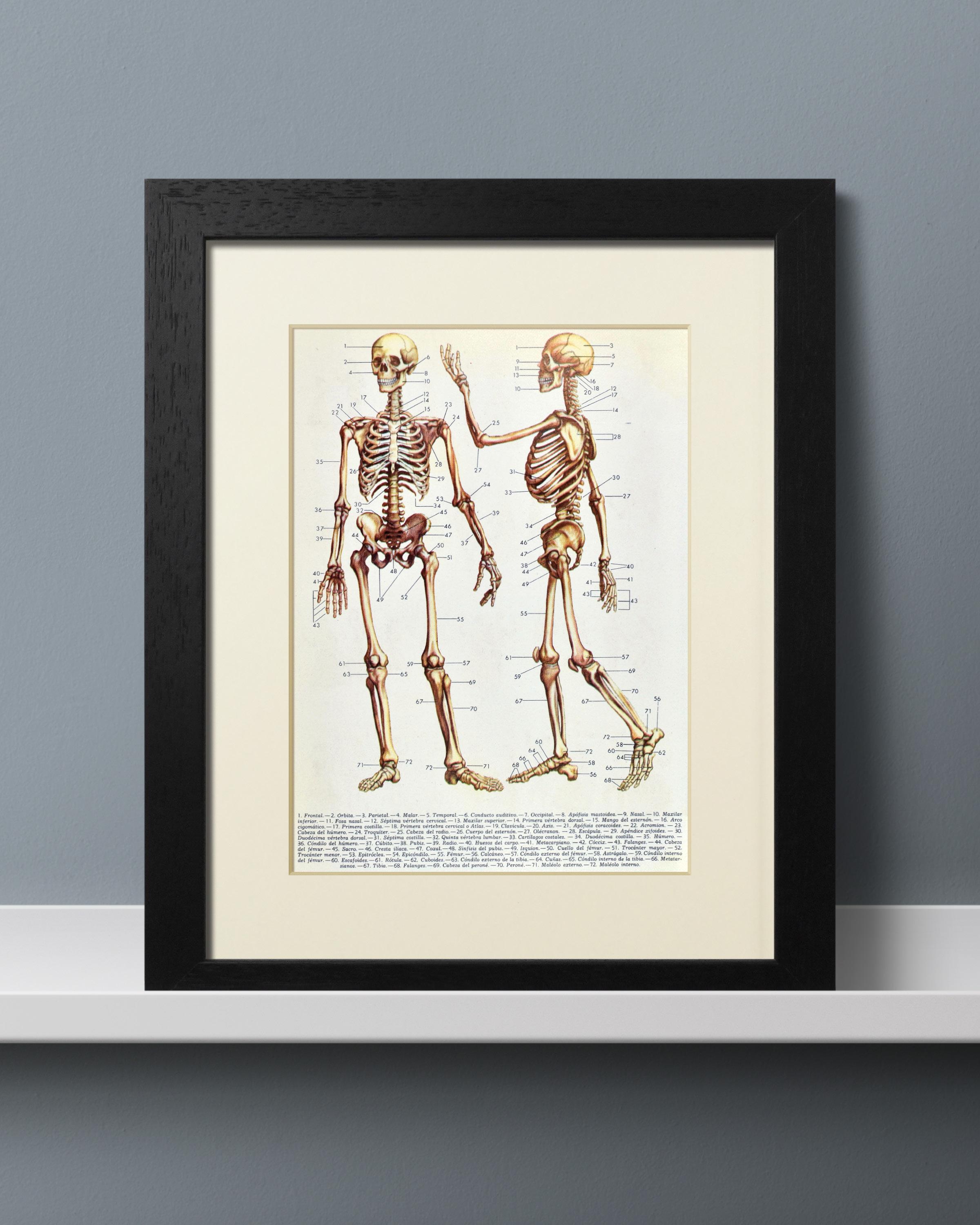 1967 Vintage Human Skeleton Print – Original Spanish Book Lithograph – Human Physiology Illustration – Available Ready to Frame (10x8in)