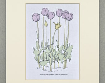 1963 Vintage Darwin Tulips Botanical Print • Original Lithograph – Vintage Illustration – Floral Wall Art – Available Custom Mounted (10x8)