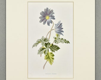 1890 Antique Mountain Anemone Print • Original Botanical Lithograph – Vintage Art – Flowers Illustration – Available Custom Mounted (10x8)