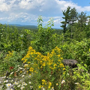 Puede incluir: Una vista de un bosque con una cadena monta&ntilde;osa distante en el fondo. En primer plano, una variedad de flores silvestres, incluyendo flores amarillas y blancas, creciendo alrededor de un toc&oacute;n de &aacute;rbol.