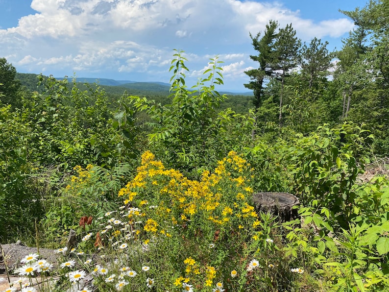 Puede incluir: Una vista de un bosque con una cadena monta&ntilde;osa distante en el fondo. En primer plano, una variedad de flores silvestres, incluyendo flores amarillas y blancas, creciendo alrededor de un toc&oacute;n de &aacute;rbol.