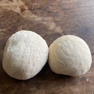 May include: Two white lion's mane mushrooms on a wooden surface. The mushrooms are round and have a fuzzy texture.