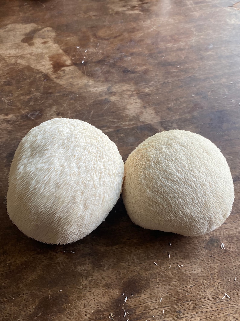 May include: Two white lion's mane mushrooms on a wooden surface. The mushrooms are round and have a fuzzy texture.