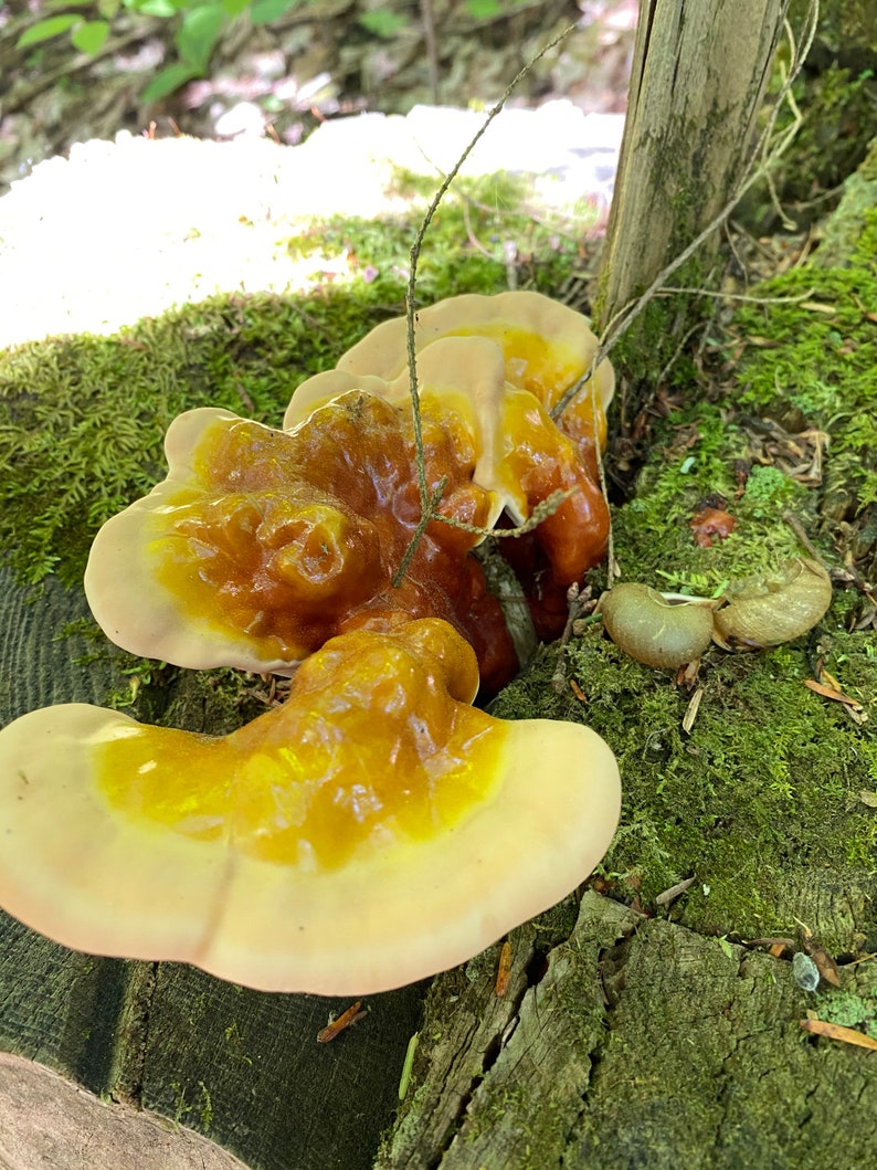 Reishi Mushroom Tincture Double Extracted Wild & Organic Etsy