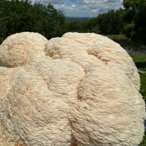 May include: Close-up of a large, white, fluffy mushroom with a textured surface. The mushroom is in focus, while the background is blurred and shows a green forest and a blue sky with white clouds.