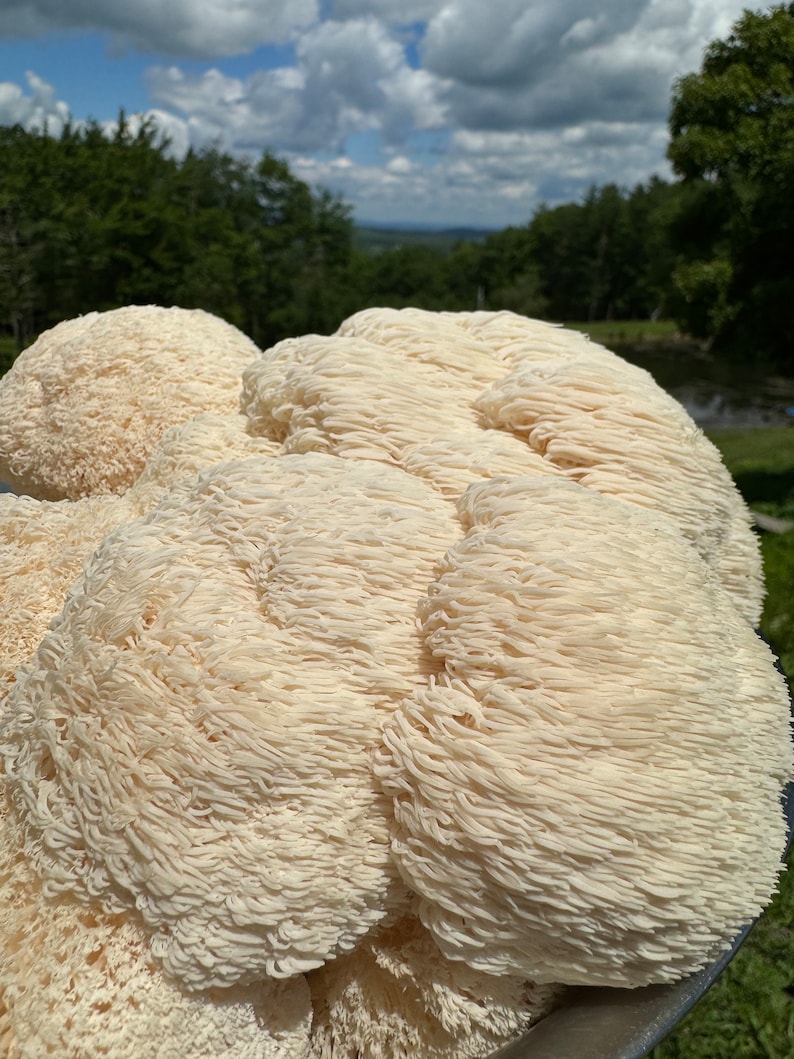 May include: Close-up of a large, white, fluffy mushroom with a textured surface. The mushroom is in focus, while the background is blurred and shows a green forest and a blue sky with white clouds.