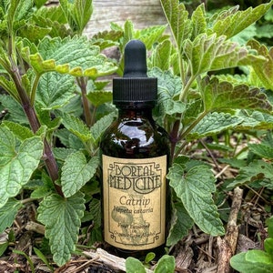 Könnte beinhalten: Eine braune Glasflasche mit Tropfer und einem Etikett mit der Aufschrift "Boreal Medicine Catnip Nepeta cataria Fresh Extracted in Organic Cane Alcohol". Die Flasche steht auf einem Bett aus grünen Blättern.
